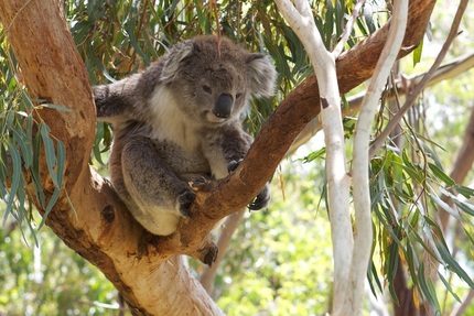 Photo d'un koala dans un eucalyptus